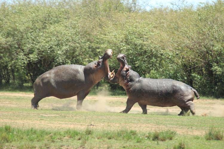 Ippopotami - Fotogramma/IPA