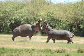 Ippopotami - Fotogramma/IPA