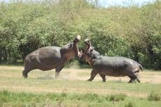 Ippopotami - Fotogramma/IPA