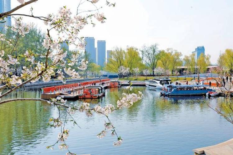 Spanning a 4.2-kilometer waterfront, nearly 6,000 cherry blossom trees of 68 varieties are blooming in succession from late March to late April.