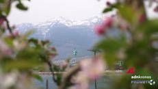 La fioritura in Trentino, magia di colori nelle valli delle mele