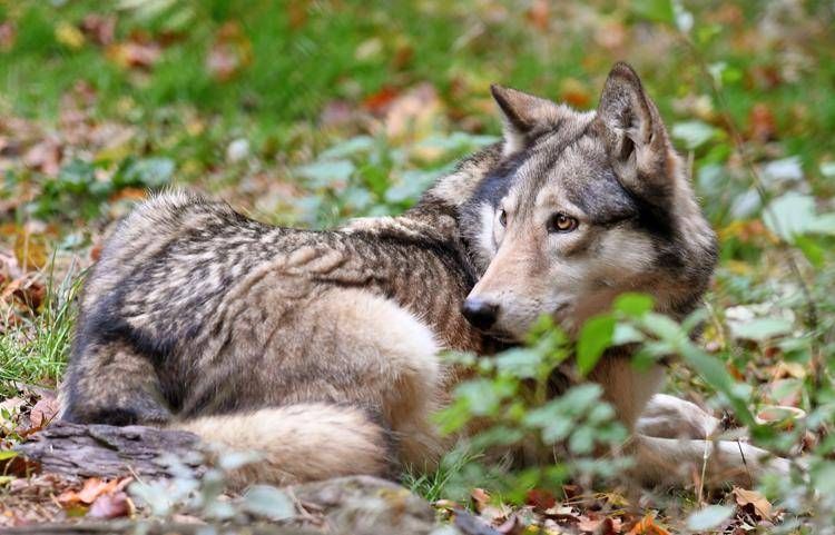 Un lupo in Bassa Sassonia, il Land dove abita Ursula von der Leyen - Fotogramma/Ipa