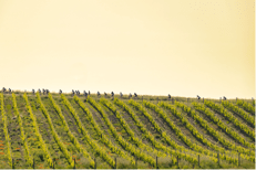 Il 31 maggio la decima edizione dell'Eroica di Montalcino: oltre un terzo viene dall'estero