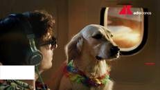 Viaggiare con cani e gatti in Europa, da oggi nuove regole