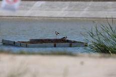 Dai sensori per l’apicoltura allo studio dei ghiacciai. Ecco come Enel tutela la biodiversità