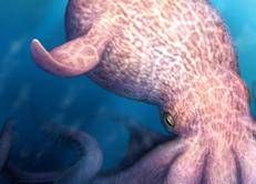 Un'immagine del Kraken elaborata dall'università di Hokkaido