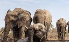 Un branco di elefanti, immagine di repertorio (Fotogramma/Ipa)
