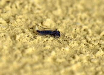 ZANZARA (Maurizio Maule, MILANO - 2004-05-06)  - FOTOGRAMMA