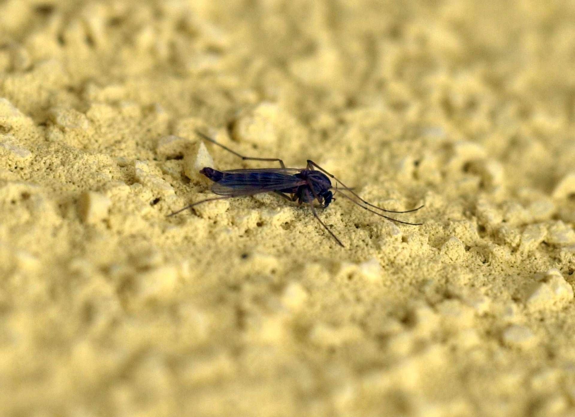 Con il caldo si svegliano le zanzare, esperti: "Subito interventi altrimenti è tardi"