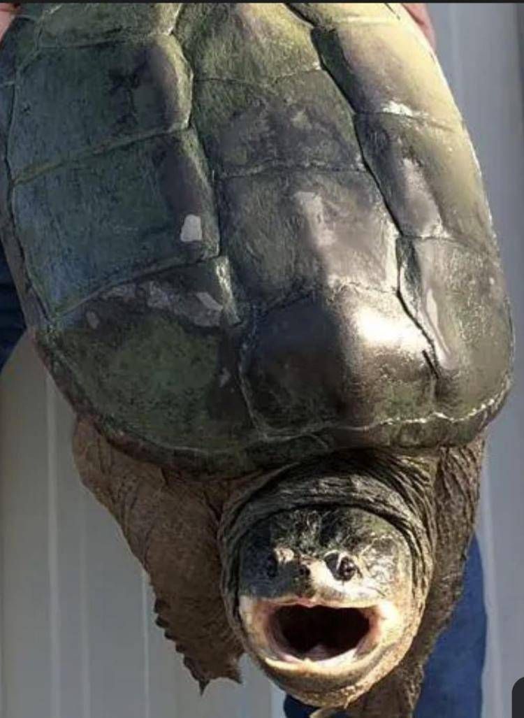 Tartaruga azzannatrice a Ladispoli, cresce l'allerta a Torre Flavia: è tra le più pericolose al mondo