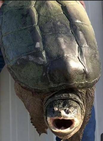 Tartaruga azzannatrice a Ladispoli, cresce l'allerta a Torre Flavia: è tra le più pericolose al mondo