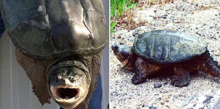 Tartaruga azzannatrice a Torre Flavia: allerta a Ladispoli