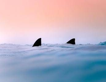 Pinne di squali, immagine di repertorio (Fotogramma/Ipa)