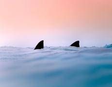 Pinne di squali, immagine di repertorio (Fotogramma/Ipa)