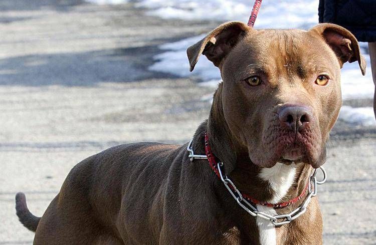 Un pitbull - (Fotogramma/Ipa)