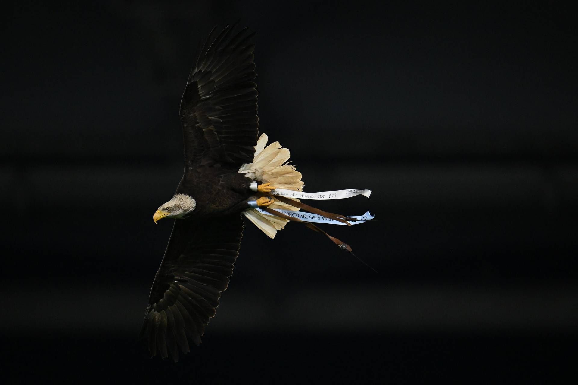 Flaminia ‘sbaglia strada’ all’Olimpico, cos’è successo all’aquila in Lazio-Udinese