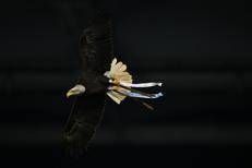 Flaminia in volo - Ipa/Fotogramma