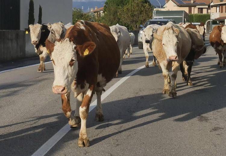 Mucche in pascolo sulla strada - Fotogramma /Ipa