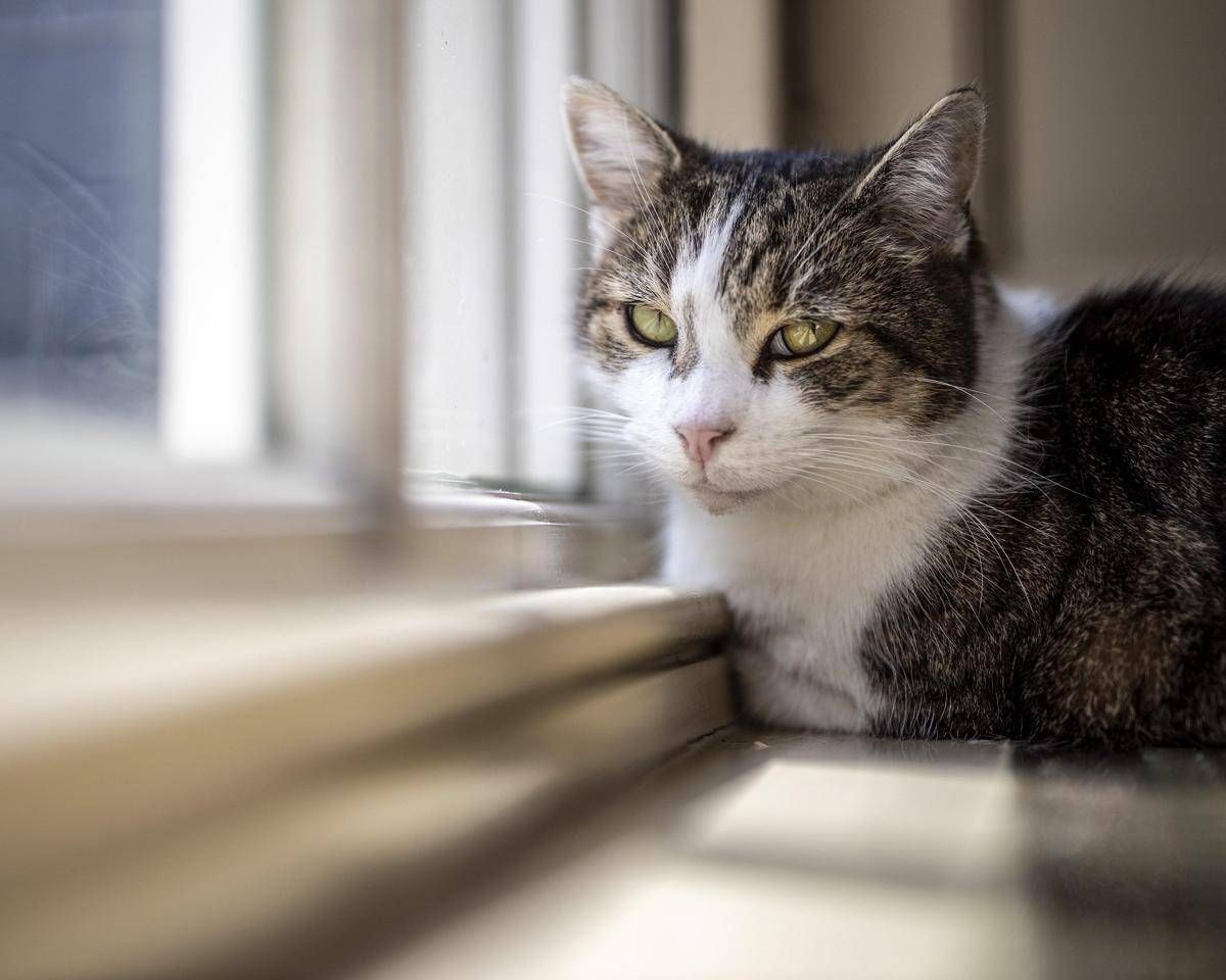 https://www.adnkronos.com/resources/02a4-207f2baef70c-a9058f1894be-1000/format/huge/ftg_ipa36096546_gatto_ipa.jpeg