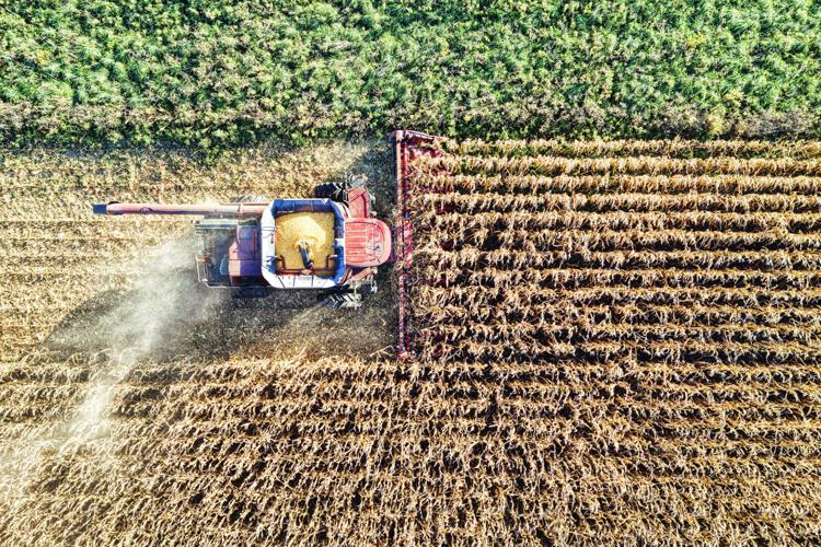 Agricoltura - (Foto Canva)