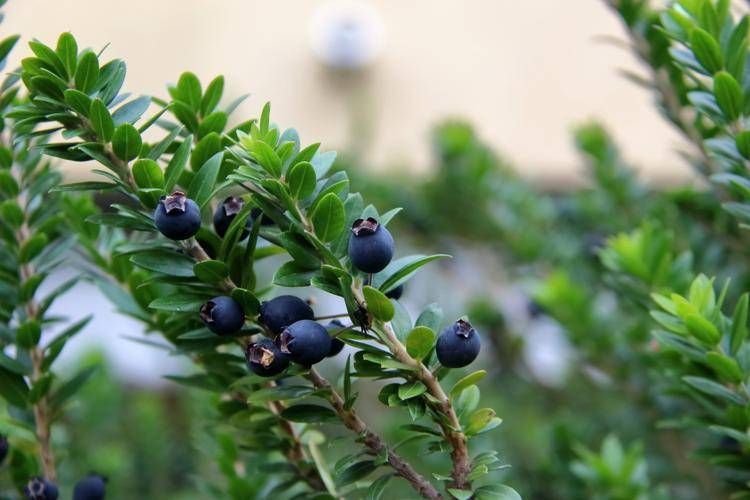 Mirto alleato della fertilità maschile, 'protegge gli spermatozoi dai veleni delle plastiche'