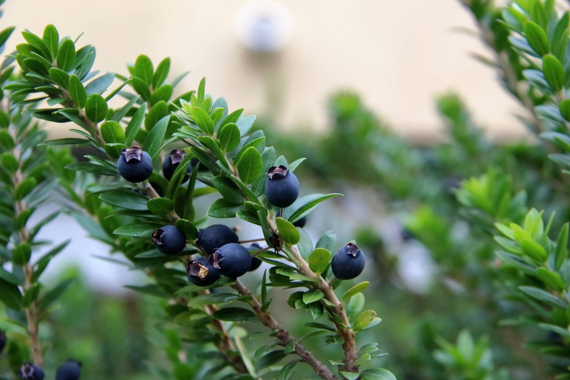 Mirto alleato della fertilità maschile, 'protegge gli spermatozoi dai veleni delle plastiche'