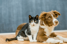 Cani e gatti, arriva la stretta Ue: microchip obbligatorio e stop agli allevamenti estremi