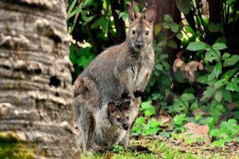 Nato un canguro di Bennett al Bioparco di Roma