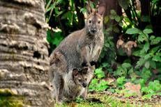 Nato un canguro di Bennett al Bioparco di Roma