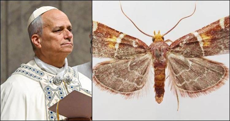 Papa Leone (Fotogramma/Ipa) e la falena Pyralis papaleonei (foto Peter Huemer)