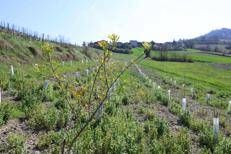3Bee e l'Oasi della Biodiversità di Pavia