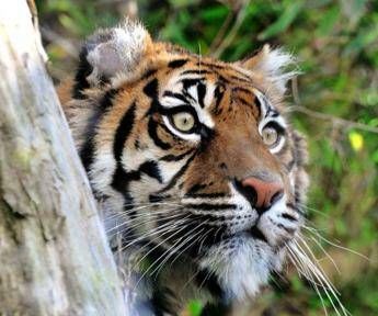 Animali, al Bioparco di Roma è morta la tigre Tila