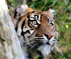 La tigre Tila - (Massimiliano Di Giovanni – archivio Bioparco)