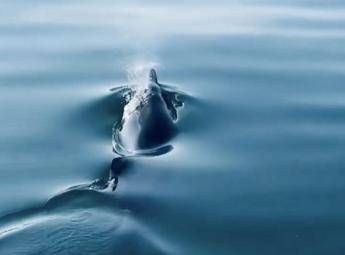 Iran e i 'delfini kamikaze' nello Stretto di Hormuz, il Pentagono nega l'uso di cetacei addestrati