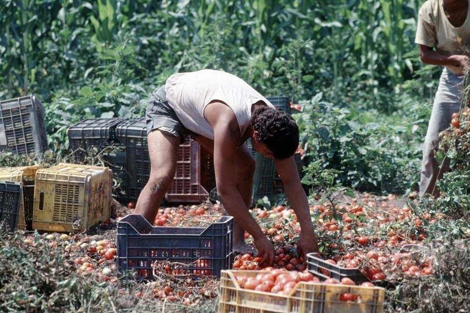 Crisi nei campi, lavoratori agricoli sempre più anziani e 1 su 2 è straniero