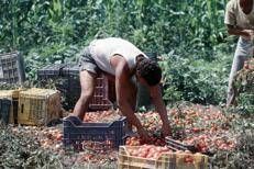Bracciante agricolo - (Fotogramma)