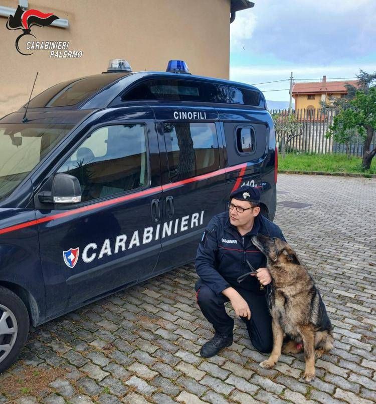 Carabinieri: Va in 'pensione' il cane Ron, il terrore degli spacciatori