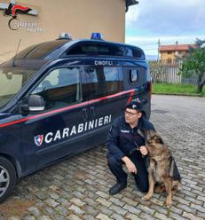Carabinieri: Va in 'pensione' il cane Ron, il terrore degli spacciatori