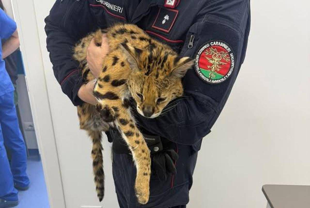 https://www.adnkronos.com/resources/02a5-209f0a353e9e-a39eb3c9065f-1000/format/huge/gattopardo_polizia.jpeg