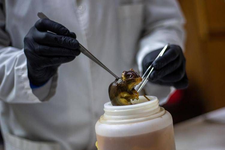 Hantavirus, topo in un laboratorio in Argentina - Afp