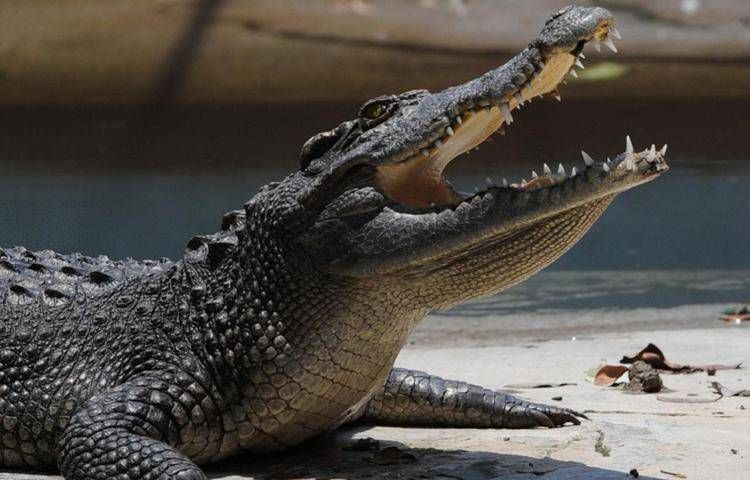 Un coccodrillo - (Xinhua)