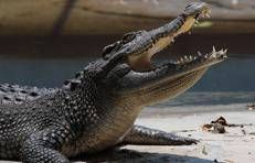 Un coccodrillo - (Xinhua)