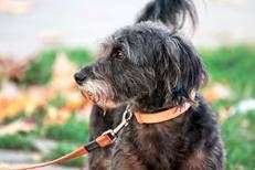 Un cane - (Fotogramma)