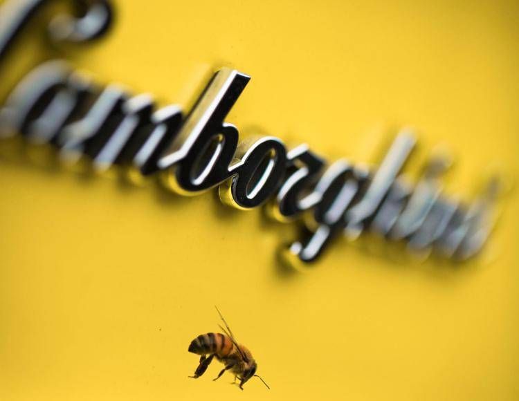 Lamborghini, così con le 'nostre' api monitoriamo l'ecosistema che ci circonda