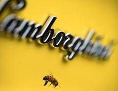 Lamborghini, così con le 'nostre' api monitoriamo l'ecosistema che ci circonda