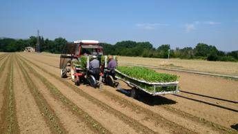 Campo coltivazione tabacco - (Foto ufficio stampa)