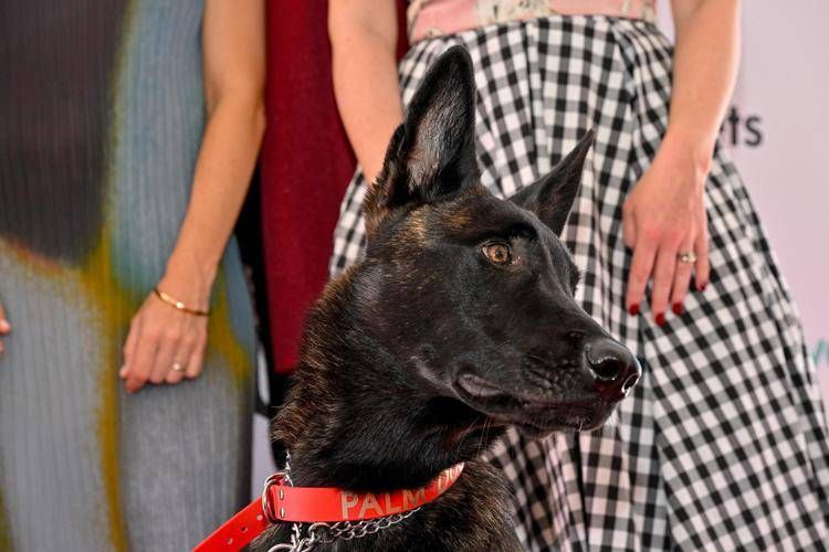 Il cane Yuri a Cannes - Fotogramma /Ipa