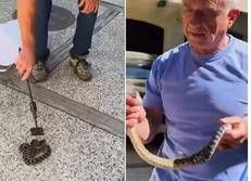 Kennedy ancora a caccia di serpenti, stavolta non viene morso - Video