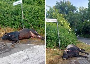 Auto si scontra con un toro sulla via dei Laghi