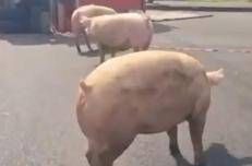 Reggio Emilia, camion si ribalta: maiali in fuga sulla carreggiata - Video